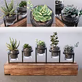 Small Potted Succulent Plants In Glass Containers On Wooden Shelf With Black Stands