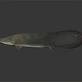 Slender Aquatic Animal with blue silver scales red tail on dark background and clear reflection