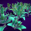 Multiple Vibrant Green Plants with Fresh Leaves Arranged on Purple Background