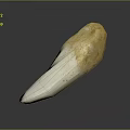 Human Tooth Closeup Showing White Enamel And Yellowish Root Structure 3d model