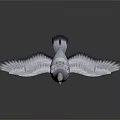 Gray Pigeon With Purple Chest Standing On White Background With Spread Wings