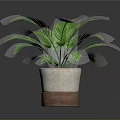 Indoor Green Potted Plant With Feathery Leaves In Brown And White Pot