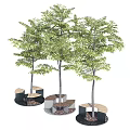 Contemporary Outdoor Tree Pit Design Featuring Wood And Metal Seating And Lush Trees
