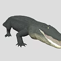 Realistic Crocodile With Detailed Scaled Body And Long Tail On White Background