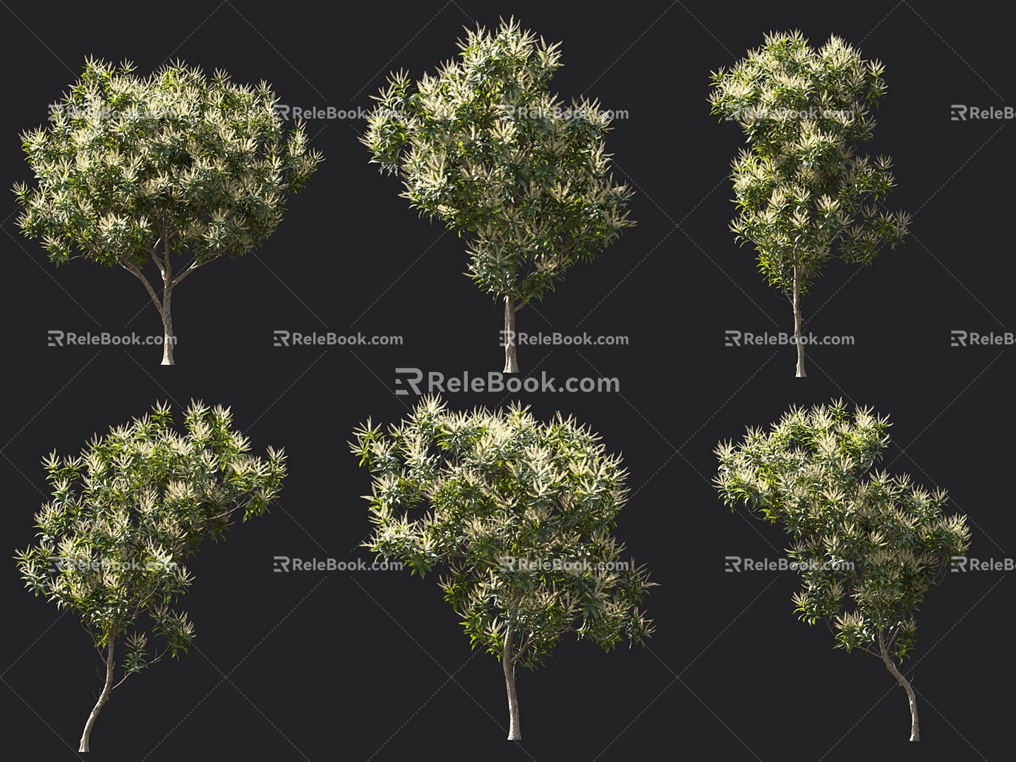 Broadleaf Silver Birch Birch Tree Flowering Tree Landscape Garden Ornamental Trees Courtyard Trees White Flower Trees Fine Leaf Trees 3d model