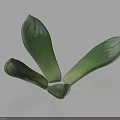 Healthy Green Succulent Plant With Thick Fleshy Leaves And Natural Surface Texture
