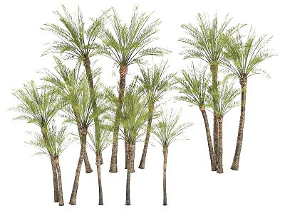 Multiple Palm Trees With Green Fronds And Various Height Trunks In Natural 3d model