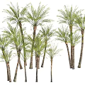 Multiple Palm Trees With Green Fronds And Various Height Trunks In Natural