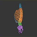 Colorful 3D Human Skeleton Anatomical Model Showcasing Spine Ribs And Pelvis Structure