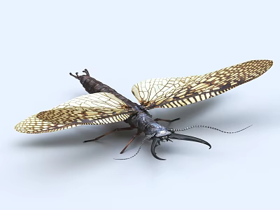 Detailed Close Up Of Aquatic Insect With Transparent Patterned Wings Long Antennae And Slender Body 3d model