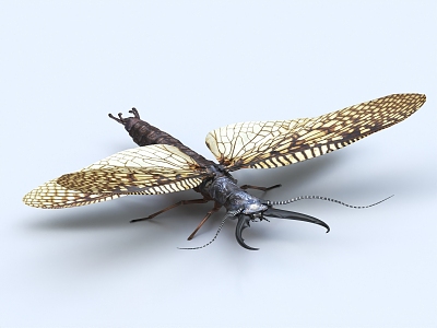 horned fish lacewing insect beetle 3d model