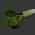 Fresh Turnip With Green Leaves And White Green Root On Black Background