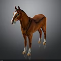 Red Horse with White Face and Legs Standing on Dark Background