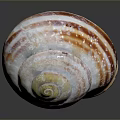 Vibrant Striped Marine Seashell Featuring White Orange Brown Spiral Pattern On Dark Background