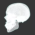 Human Skull 3D Model Side View Anatomical Structure With Detailed Features 3d model