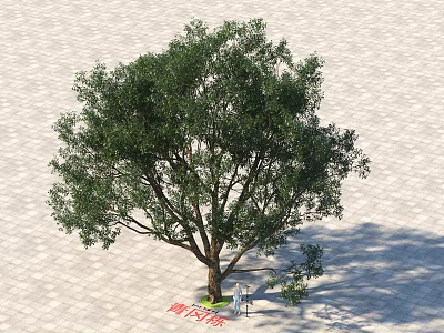 Tall Green Tree With Dense Foliage And Shade On Light Paved Ground With Person 3d model