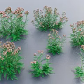 Natural Floral Plants Display With Green Leaves And Pink Small Flowers In Various Sizes