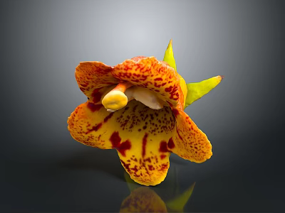 Home Decor Orange Yellow Flower with Red Spots Yellow Stamen Green Calyx and Dark Reflection 3d model