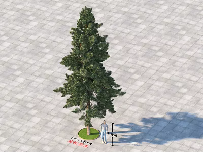 Evergreen Tree With 12.5 Meters Height And Human Figure For Scale On Paved Ground 3d model