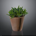 Succulent Plant With Green Spiky Leaves In Orange Terracotta Pot On Dark Background