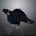 Dark blue bird with spread wings white spots white eye rings and white feet