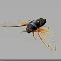 Macro View Of A Cicada With Black Body Red Eyes Transparent Yellow Wings