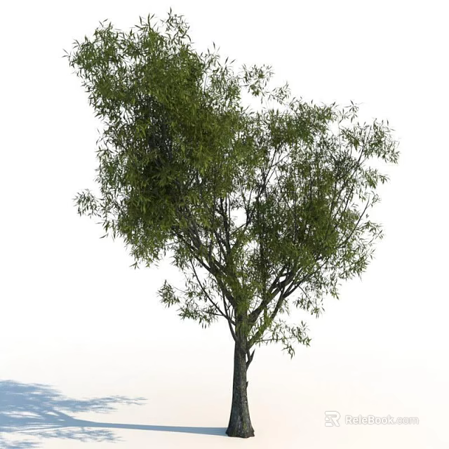 Tall Deciduous Tree With Lush Green Foliage And Sturdy Trunk In Clear Background 3d model 