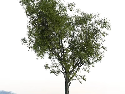 Tall Deciduous Tree With Lush Green Foliage And Sturdy Trunk In Clear Background 3d model