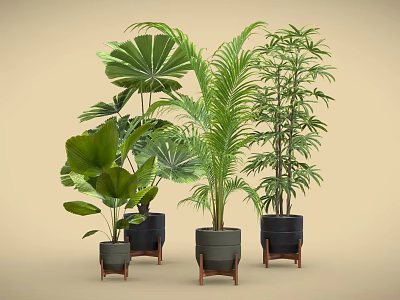 Potted Bonsai Plants With Green Leaves In Black Pots And Wooden Stands 3d model