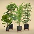 Potted Bonsai Plants With Green Leaves In Black Pots And Wooden Stands