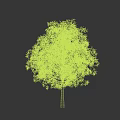 Lush Green Arbor with Dense Foliage and Brown Trunk Isolated on Black Background