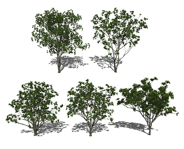 Modern Tree Landscape Tree Evergreen Landscape Tree Outdoor Trees 3d model