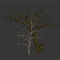 Two Dry Leafless Trees With Bare Branches And Twisted Trunks 3d model