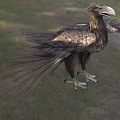 Mythical Flying Creature In Natural Outdoor Setting 3d model
