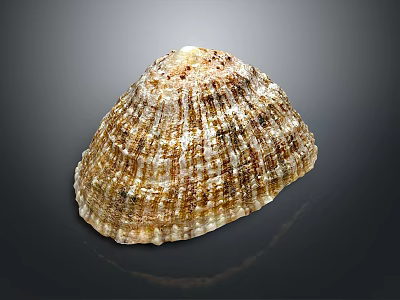 Natural Seashell With Ribbed Surface And Brown White Color Pattern 3d model