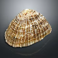 Natural Seashell With Ribbed Surface And Brown White Color Pattern