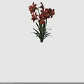 Vibrant Red Flowers With Green Leaves And Multiple Blooms On Dark Background
