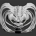 High Quality Human Skeleton Model Medical Device for Anatomical Study and Education 3d model