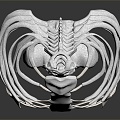 Modern human spine Spinal system Human skeleton 3d model