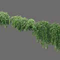Lush Green Trailing Vines With Cascading Foliage For Natural Garden Decor