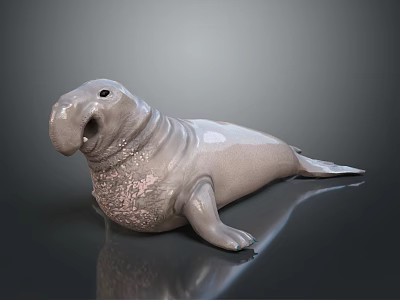 Realistic Gray Walrus Model With Open Mouth And Textured Skin On Smooth Reflective Surface 3d model