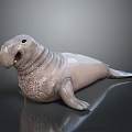 Realistic Gray Walrus Model With Open Mouth And Textured Skin On Smooth Reflective Surface