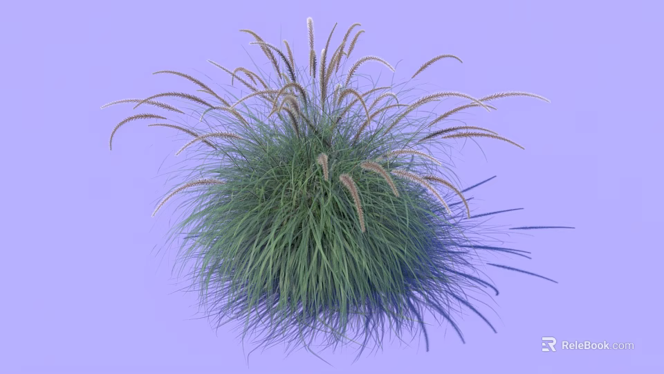 Green Herbaceous Plant With Feathery Spikes And Long Slender Leaves On Purple Background 3d model 