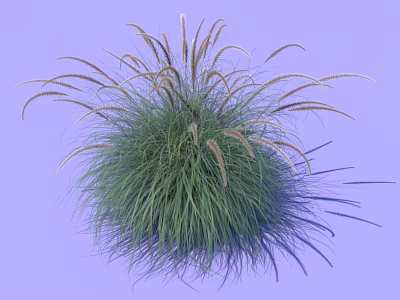 Green Herbaceous Plant With Feathery Spikes And Long Slender Leaves On Purple Background 3d model