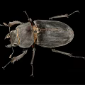 Macro View of Dark Beetle with Hard Exoskeleton and Leg Structure on Black Background