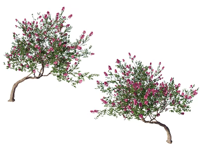 2D crape myrtle tree single rod crape myrtle tree modeling crape myrtle tree purple leaf tree color leaf tree courtyard flower tree flowering small tree landscape tree color leaf planting 3d model