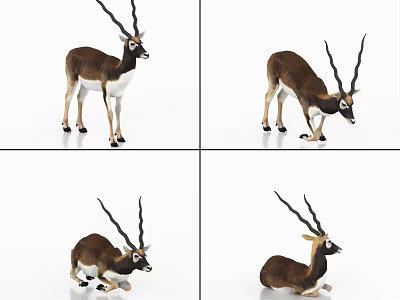 Realistic Brown And White Antelope With Long Horns In Various Poses 3d model