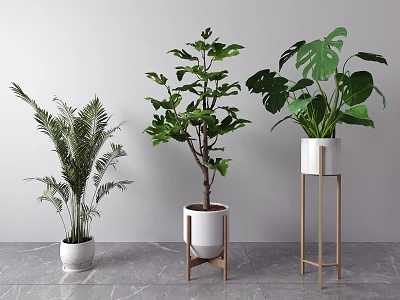 Potted Plants Fern Fiddle Leaf Fig Monstera in White Planters on Wooden Metal Stands Indoor 3d model