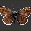 Brown Butterfly With White Edged Wings Displaying Shiny Texture On Dark Background
