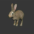 Brown Rabbit Standing With Long Ears On Black Surface And Reflection 3d model